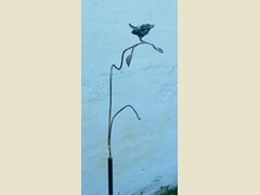 Wren on a Branch