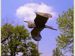 Great Blue Heron Flying